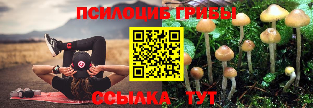 Галлюциногенные грибы Psilocybe  Вход с VPN  Кулебаки 